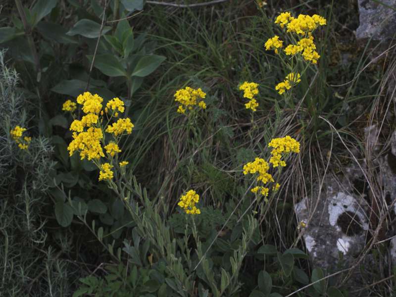 Da determinare 4 - Alyssum sp.